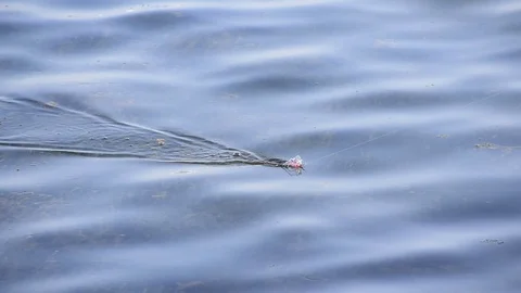Spin Fishing with lure Stock-Footage 112977445