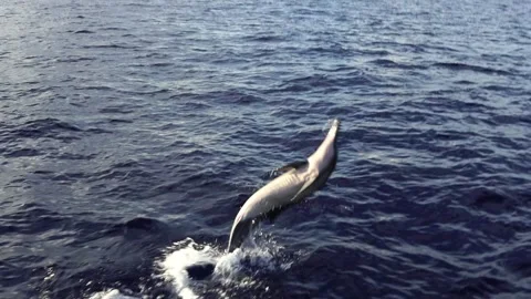 Spin Jumping Long-beaked Dolphin in Slow Motion Stock Footage 332767292