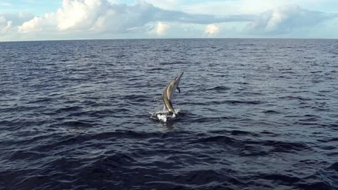 Spin Jumping Long-beaked Dolphin in Slow Motion Stock Footage 332767295
