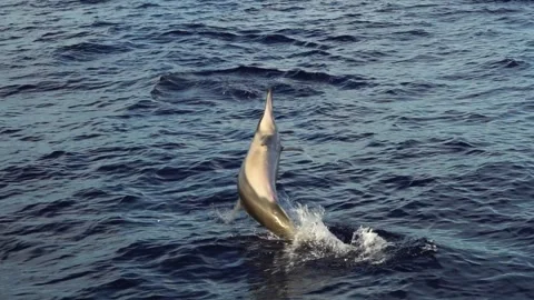 Spin Jumping Long-beaked Dolphin in Slow Motion Stock Footage 332767300