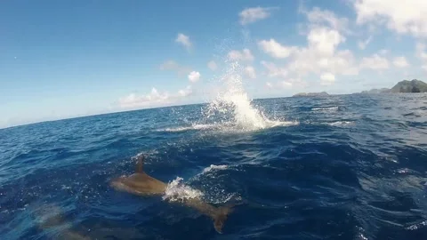 Spin Jumping Spinner Dolphin Stock Footage 332855465