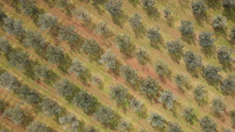 Spin Over Olive Field Video stock 331714762