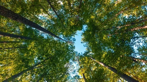 Spin shot of trees in forest 動画素材 102906462