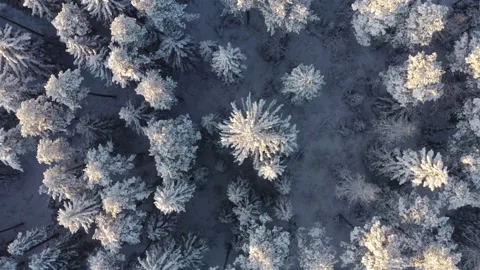Spin shot - winter forest, top down view Stock Footage 223766004