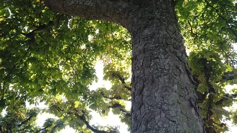 Spin under chestnut tree branches full of leaves and sunlight beams ray in park Stock Footage 129770682