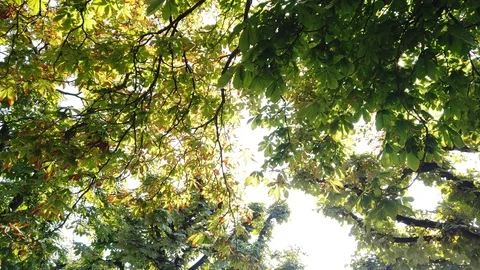 Spin under chestnut tree branches full of leaves and sunlight beams ray in park Stock Footage 129770713