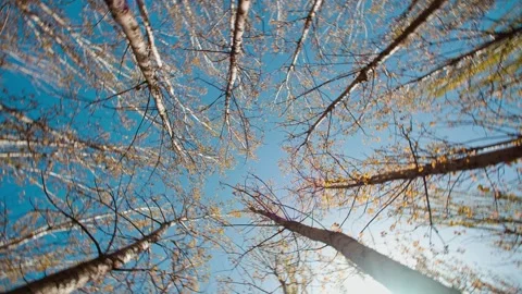 Spin under the tree 動画素材 257167504