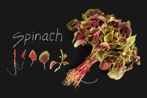 Spinach amaranth  red fresh vegetable organic blackboard Stock Photos