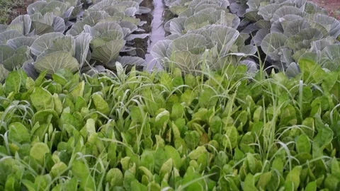 Spinach and Cabbage Stock Footage 93905224
