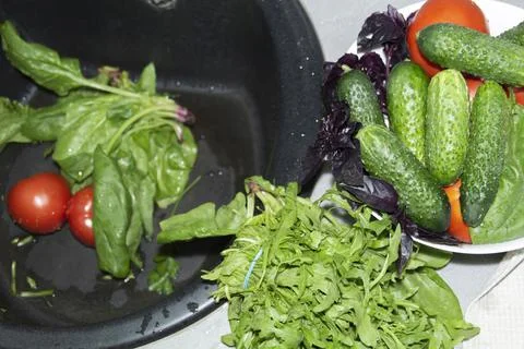 Spinach, arugula, cucumbers, tomatoes, basil collected at their dacha are was Stock Photos