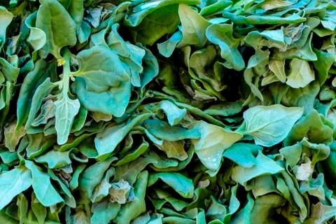Spinach background full image. Top view Stock Photos