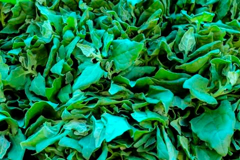 Spinach background full image. Top view Stock Photos