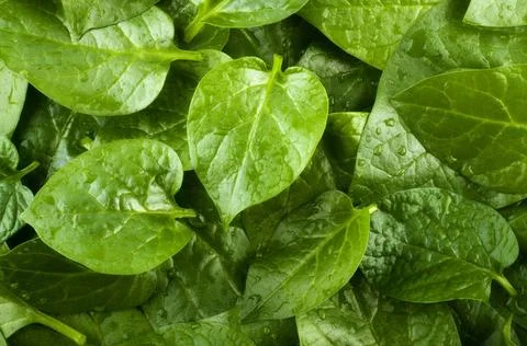 Spinach background Stack of fresh malabar spinach vegetable leaves. Copyri... Stock Photos