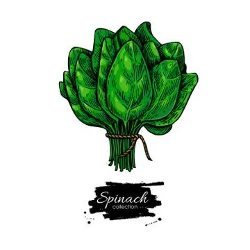 Spinach bunch hand drawn vector. Vegetable illustration. Stock Illustration