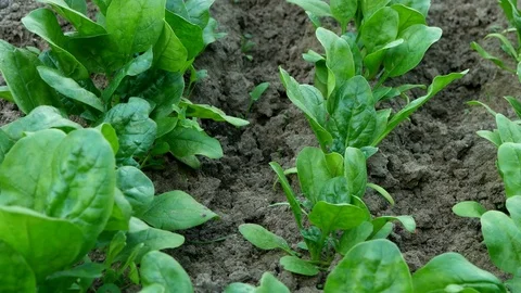Spinach bushes grow on the bed. Camera movement. Stock Footage 77310861