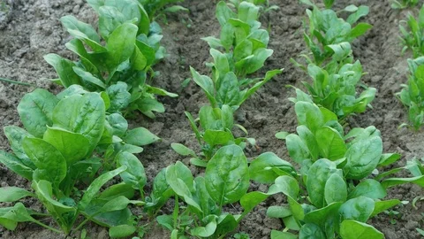 Spinach bushes grow on the bed. Stock Footage 77307234
