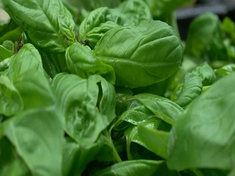 Spinach CU Stock Footage 75382820