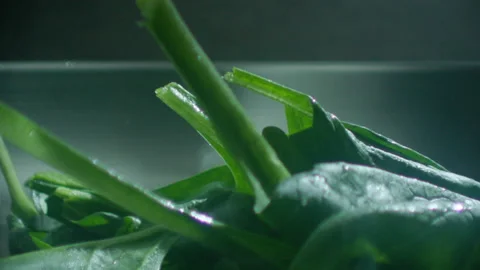Spinach falls into the pan laowa macro Stock Footage 198006341