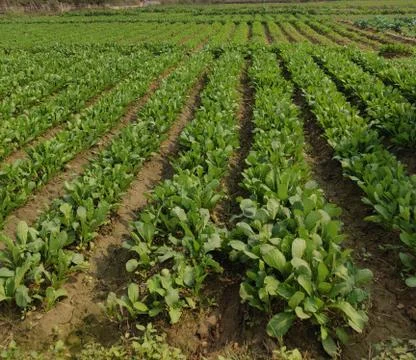 Spinach Farm Stock Photos