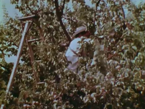 As a spinach farmer's crops are harvested, he explains how air pollution Stock Footage