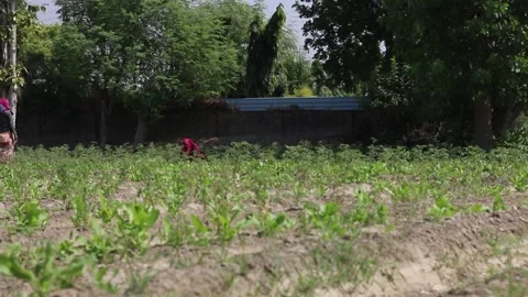 Spinach farming in India Stock Footage 140486936