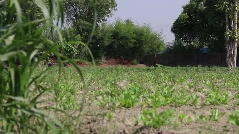 Spinach farming in India Stock Footage 140486939