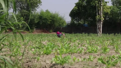 Spinach farming in India Stock Footage 140487641
