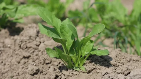 Spinach farming in India Stock Footage 140487665