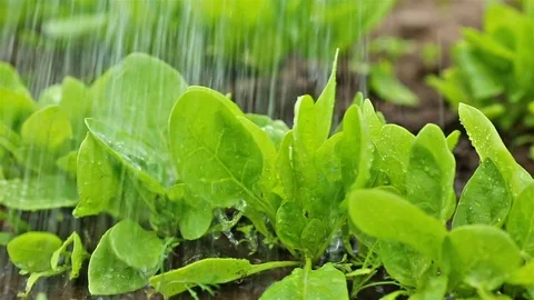 Spinach field in the farm. Stock Footage 109622997