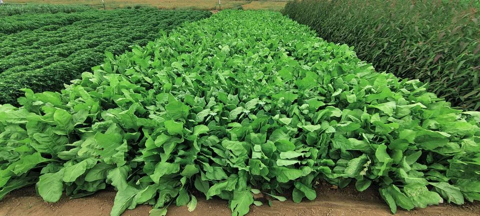 Spinach field Stock Photos