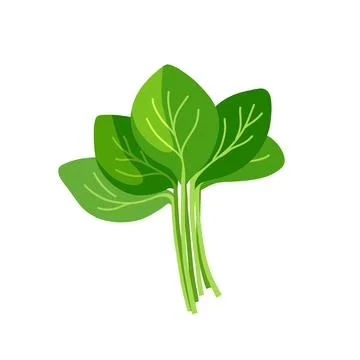 Spinach flat cartoon illustration  Иллюстрация