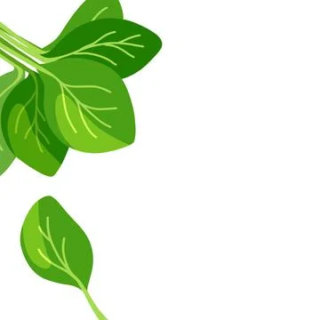 Spinach flat cartoon illustration  Illustration