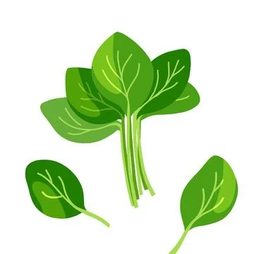 Spinach flat cartoon illustration  Иллюстрация