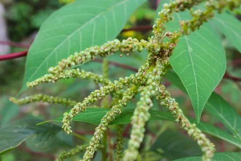 Spinach flower Stock Photos