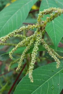 Spinach flower Stock Photos