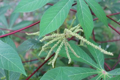 Spinach flower Stock Photos