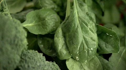 Spinach 스톡 동영상 376442
