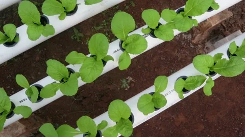 Spinach Stock Footage 225627014