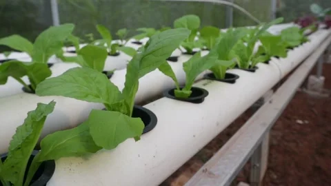 Spinach Stock Footage 225627017