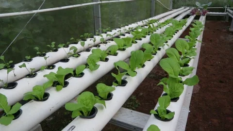 Spinach Stock Footage 225627018