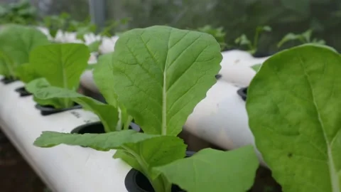 Spinach Stock Footage 225627204