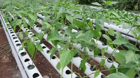 Spinach Stock Footage 225627391