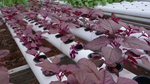 Spinach Stock Footage 225627392