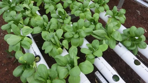 Spinach Stock Footage 225627577