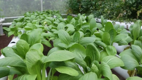 Spinach Stock Footage 225627990