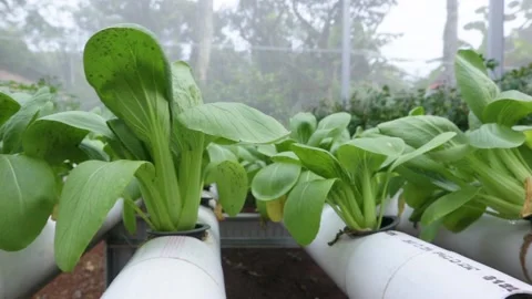 Spinach Stock Footage 225627994