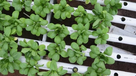 Spinach Stock Footage 225627995