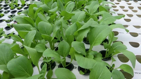 Spinach Stock Footage 225628153