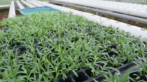 Spinach Stock Footage 225628154