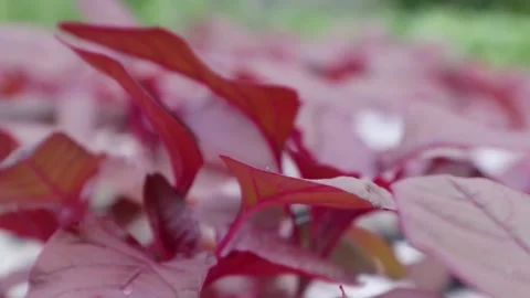 Spinach Stock Footage 225629060